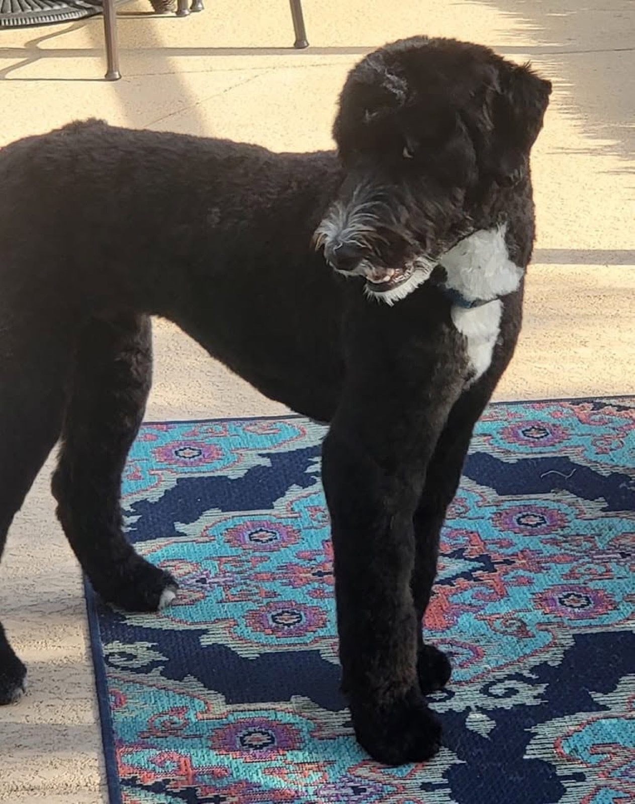 A black doodle with a white chest after a full groom