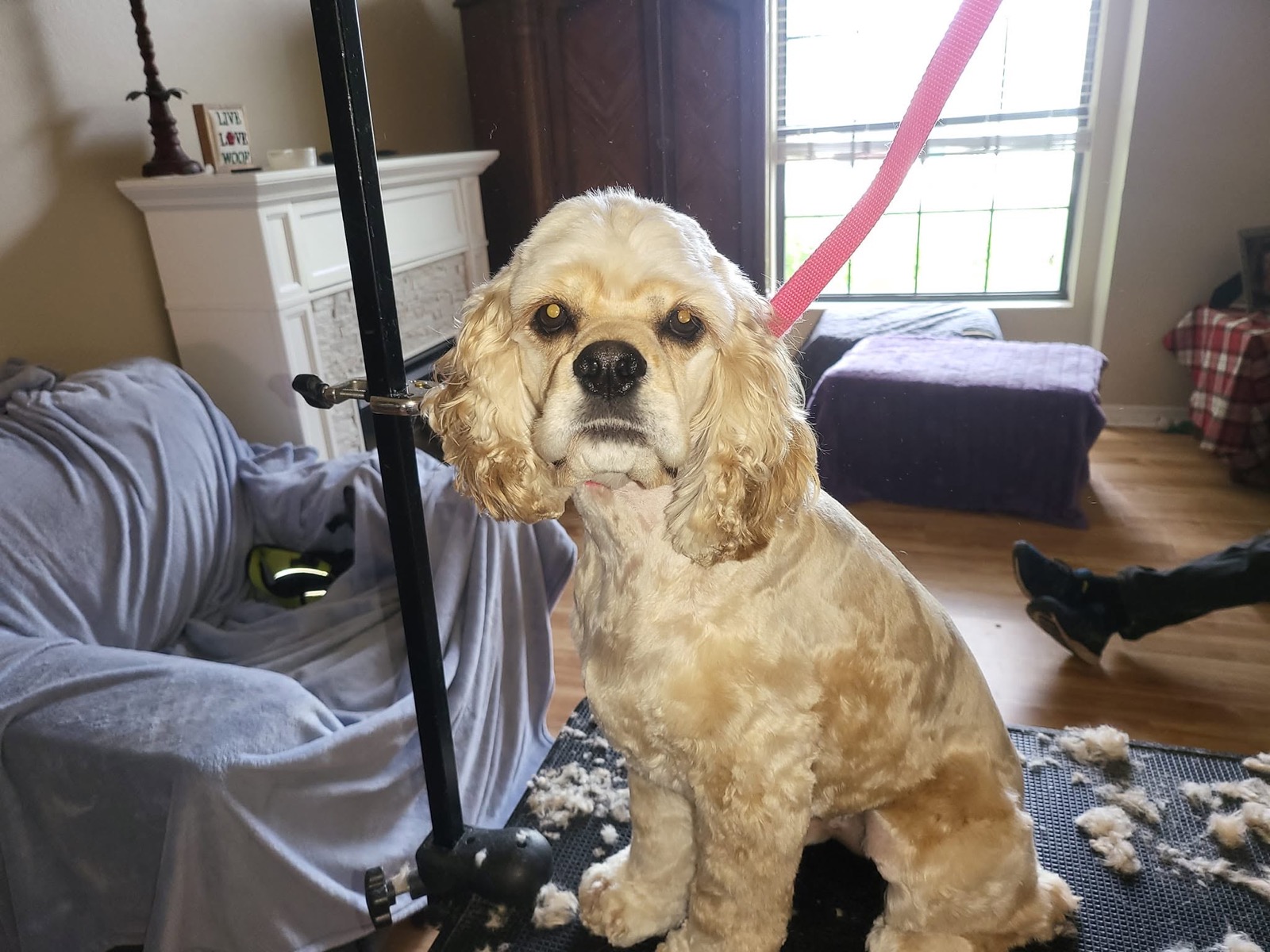 A cocker spaniel sitting on the grooming table