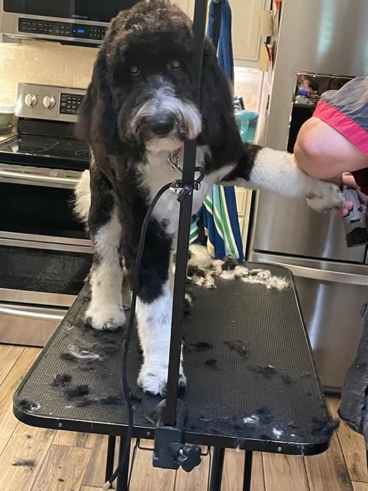 A black and white doodle on Erica's grooming table set up in a client's kitchen