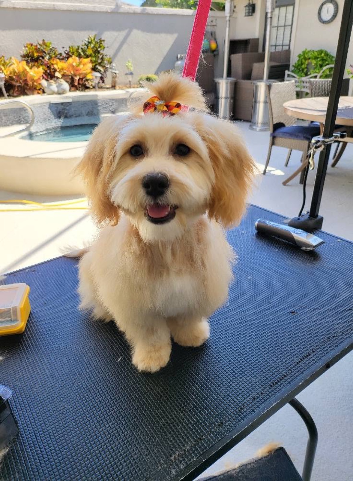 A fluffy apricot pup with a bow, freshly dried and smiling