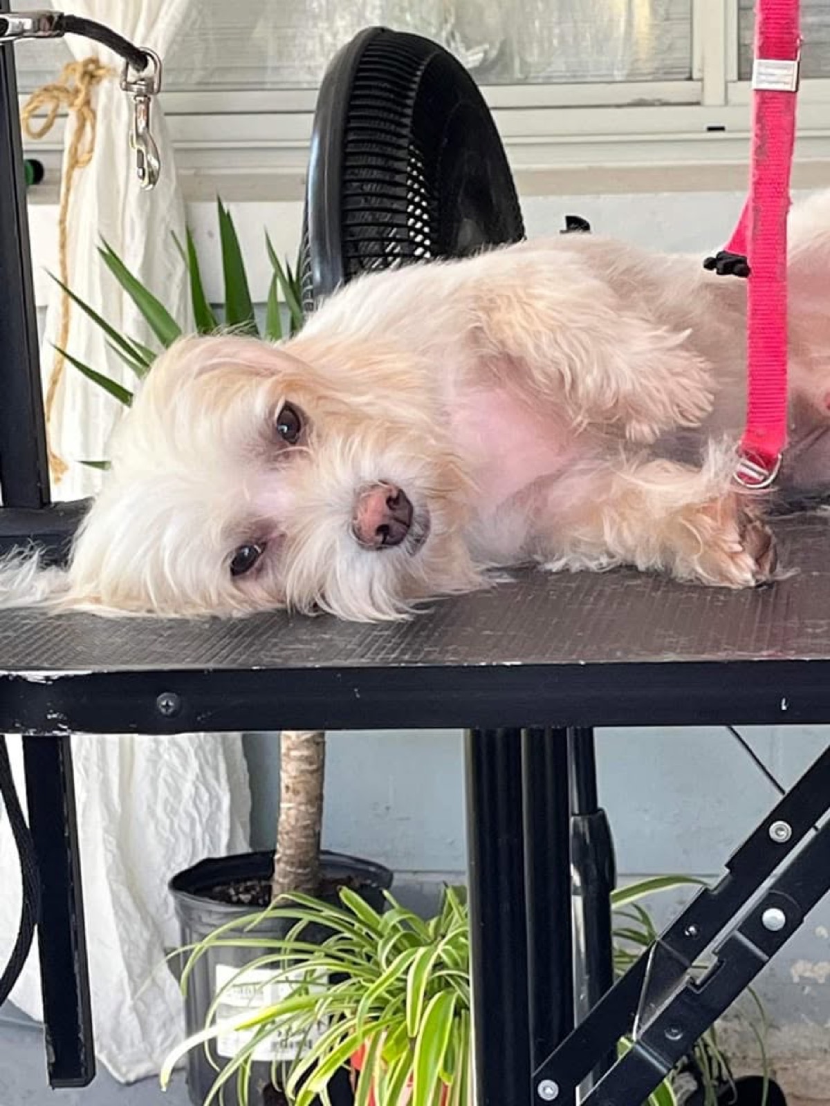 A small white dog lying down, completely relaxed, on the grooming table