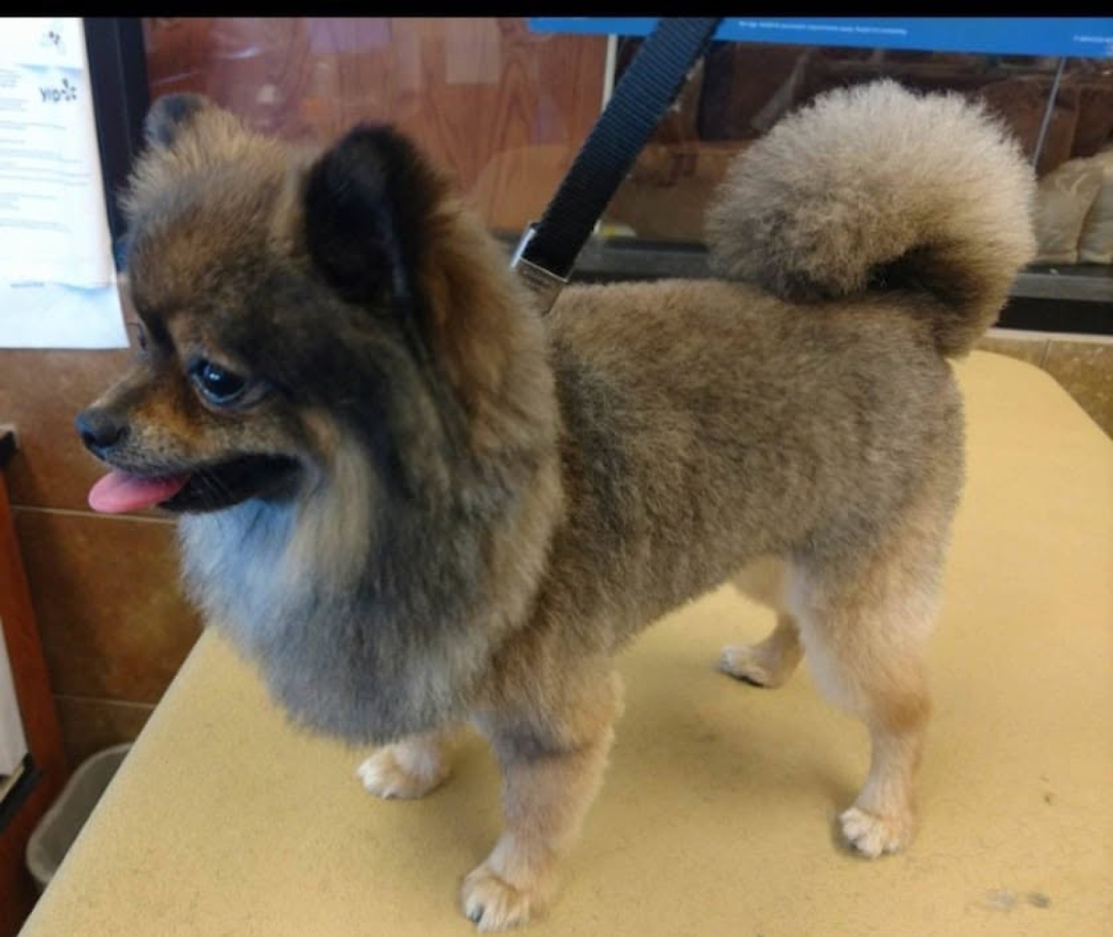 A pomeranian with a neat teddy trim