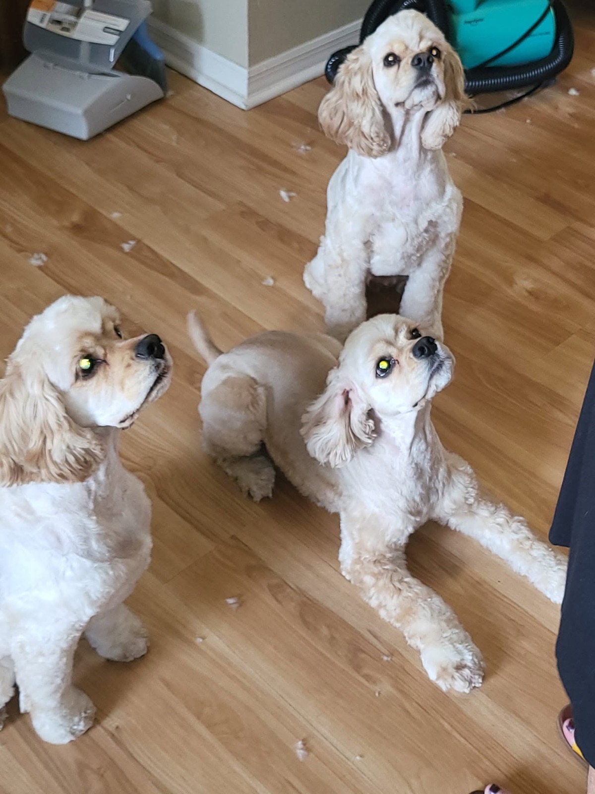Three freshly groomed dogs relaxing on the floor at home