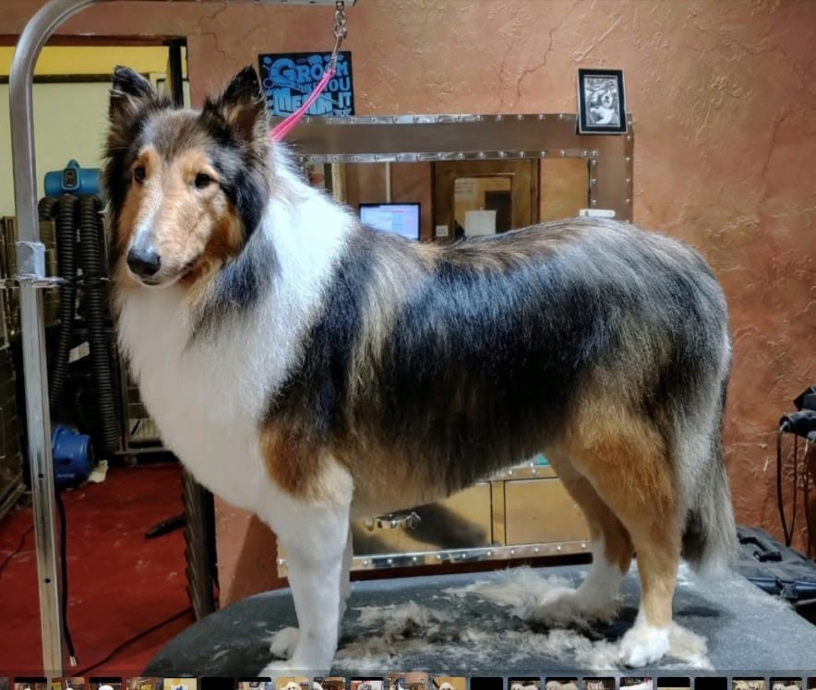 A sheltie standing tall after a brush-out
