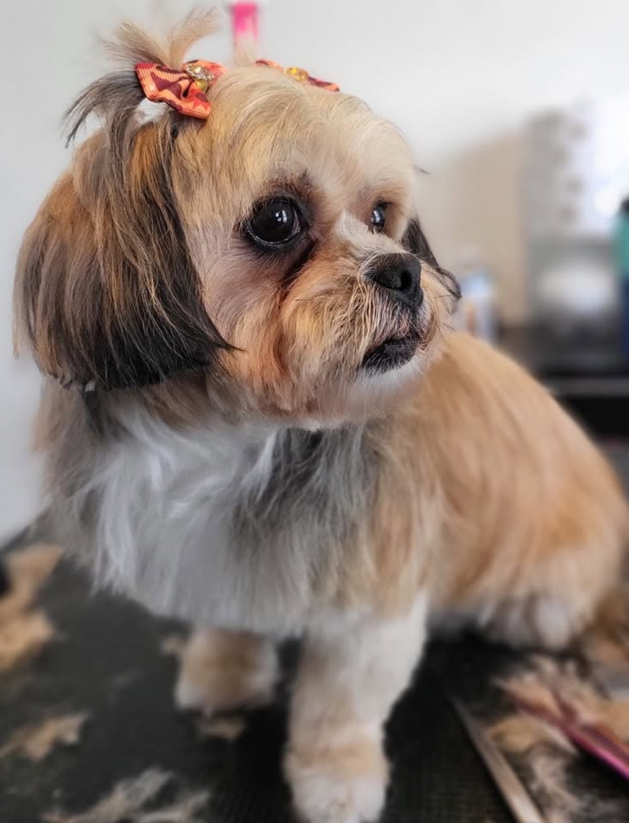 A freshly trimmed shih tzu wearing a little bow
